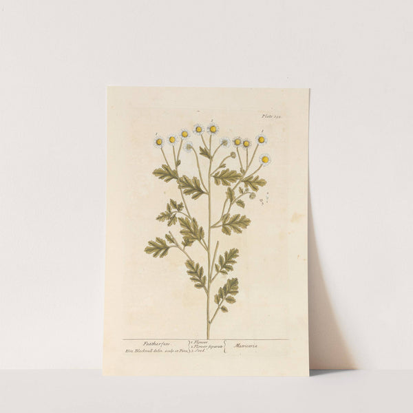 Featherfen by Elizabeth Blackwell