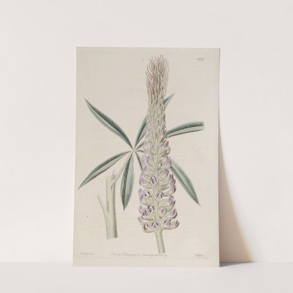Feathery Perennial Lupine by Sydenham Edwards