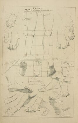 Feet – in attitude and proportions of legs