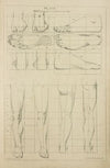Feet – principles of proportions and legs