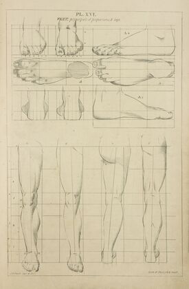 Feet – principles of proportions and legs