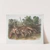 Felis concolor, The Cougar. Female & young. (1845-1848) by John Woodhouse Audubon