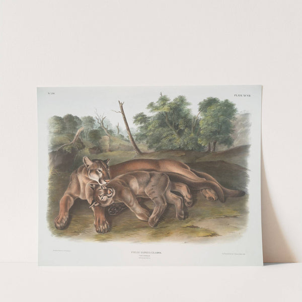 Felis concolor, The Cougar. Female & young. (1845-1848) by John Woodhouse Audubon