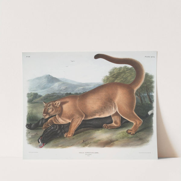 Felis concolor, The Cougar. (Male.) (1845-1848) by John Woodhouse Audubon