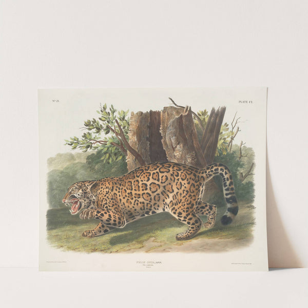 Felis onca, The Jaguar. Female. (1845-1848) by John Woodhouse Audubon