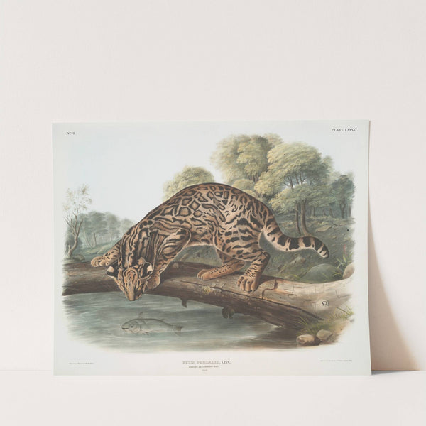 Felis pardalis, Ocelot, or Leopard-Cat. (Male) (1845-1848) by John Woodhouse Audubon