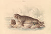 Female Elephant Seal