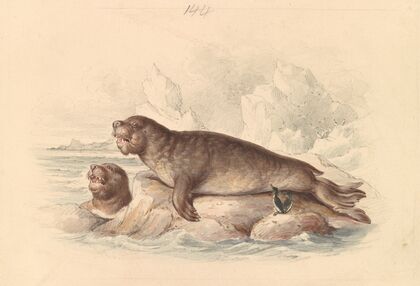 Female Elephant Seal