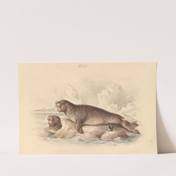 Female Elephant Seal by James Stewart