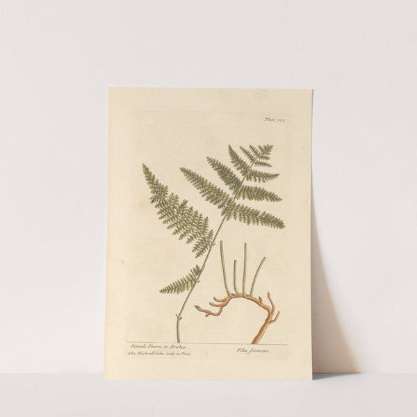 Female fearn or brakes by Elizabeth Blackwell