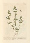 Female pimpernell