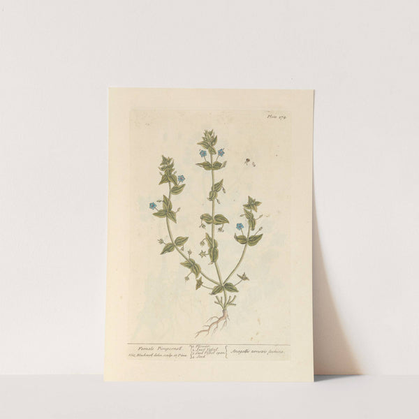 Female pimpernell by Elizabeth Blackwell