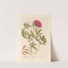 Female piony by Elizabeth Blackwell