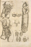 Female reproductive system