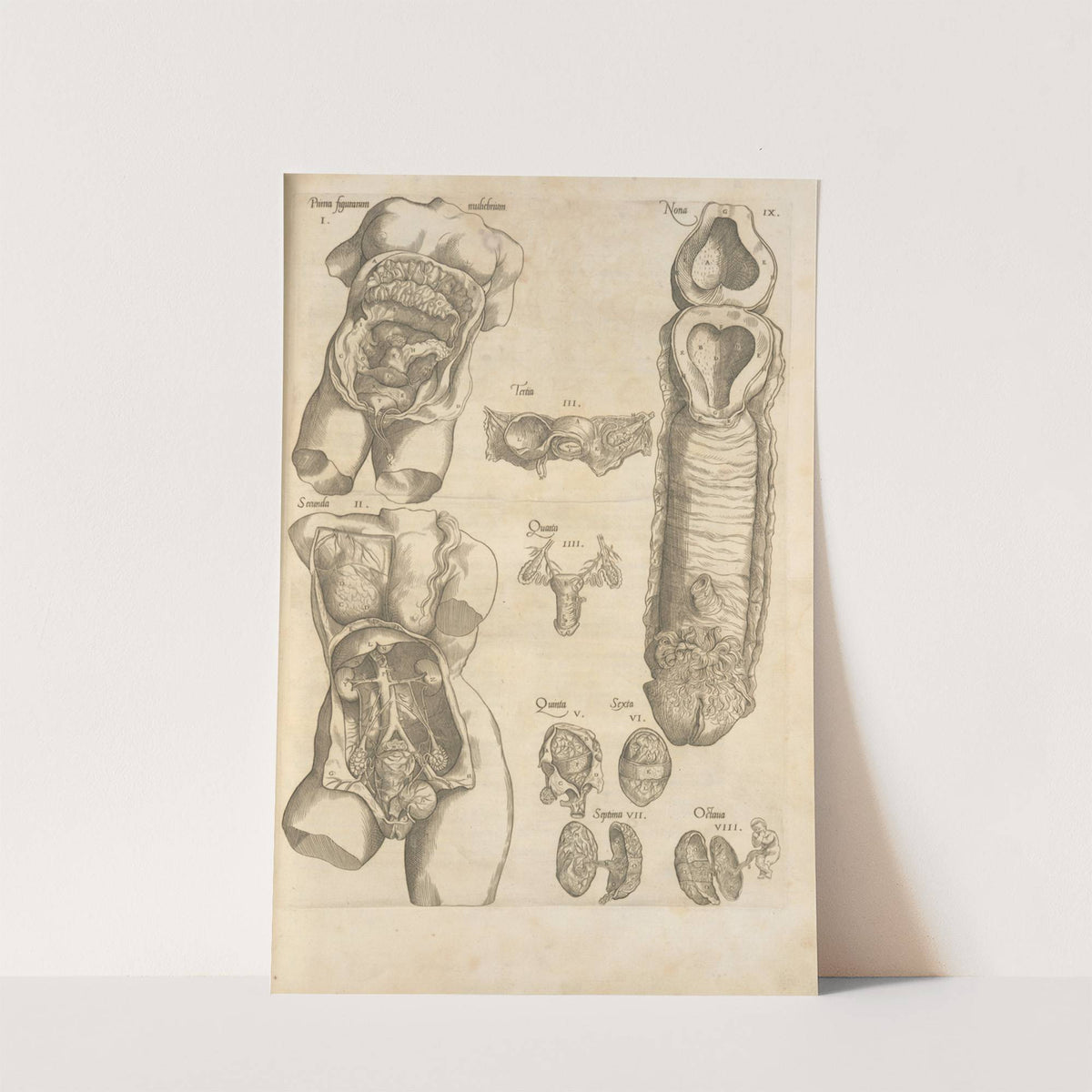 Female reproductive system by Thomas Geminus