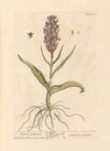 Female satyrium