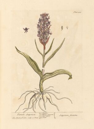 Female satyrium