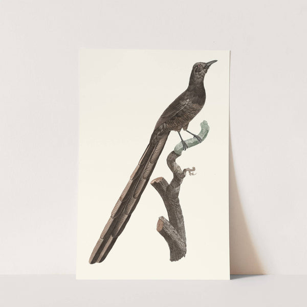 Femelle de la Pie de paradis. by Jacques Barraband