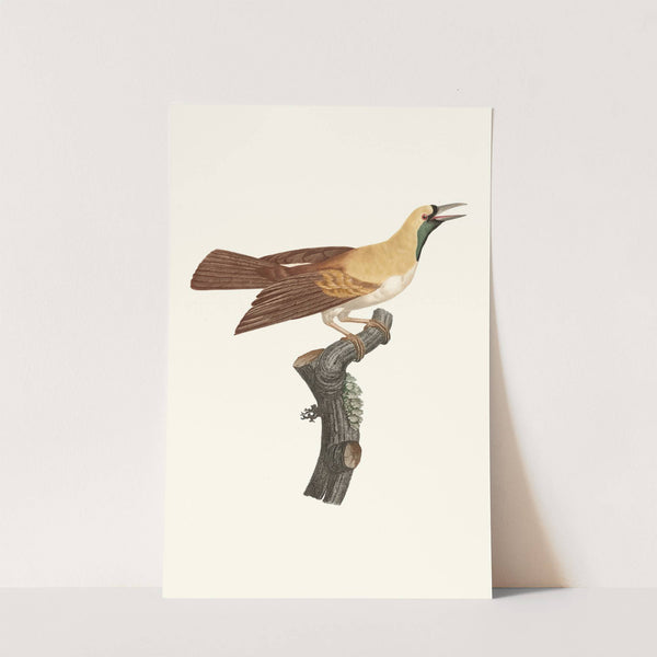 Femelle de petit Oiseau de paradis Emeraude. by Jacques Barraband