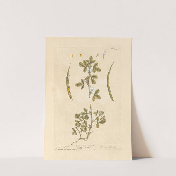 Fenugreek by Elizabeth Blackwell