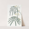 Fern-leaved Acacia by Sydenham Edwards