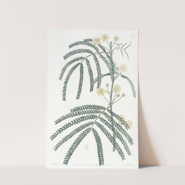 Fern-leaved Acacia by Sydenham Edwards