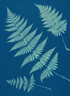 Ferns of Huntington, Long Island Pl.02