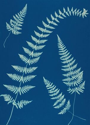 Ferns of Huntington, Long Island Pl.08