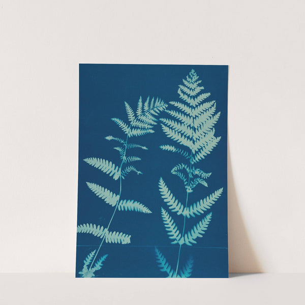 Ferns of Huntington, Long Island Pl.12 (1890-1900) by Ella J. C. Hurd