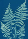 Ferns of Huntington, Long Island Pl.18