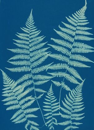 Ferns of Huntington, Long Island Pl.18