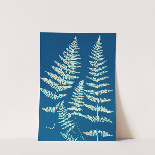 Ferns of Huntington, Long Island Pl.26 by Ella J. C. Hurd