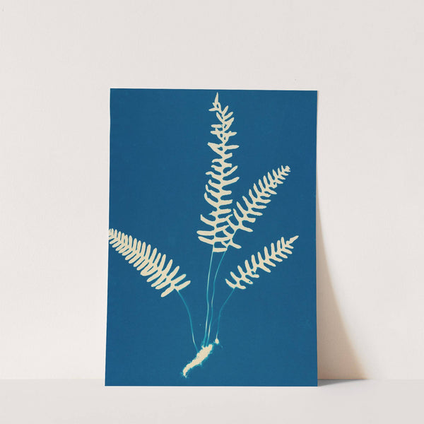 Ferns of Huntington, Long Island Pl.27 by Ella J. C. Hurd