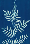 Ferns of Huntington, Long Island Pl.31