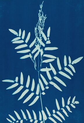 Ferns of Huntington, Long Island Pl.31