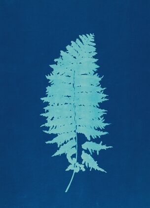 Ferns of Huntington, Long Island Pl.37