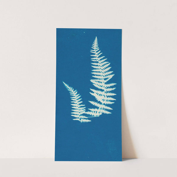 Ferns of Huntington, Long Island Pl.43 (1890-1900) by Ella J. C. Hurd