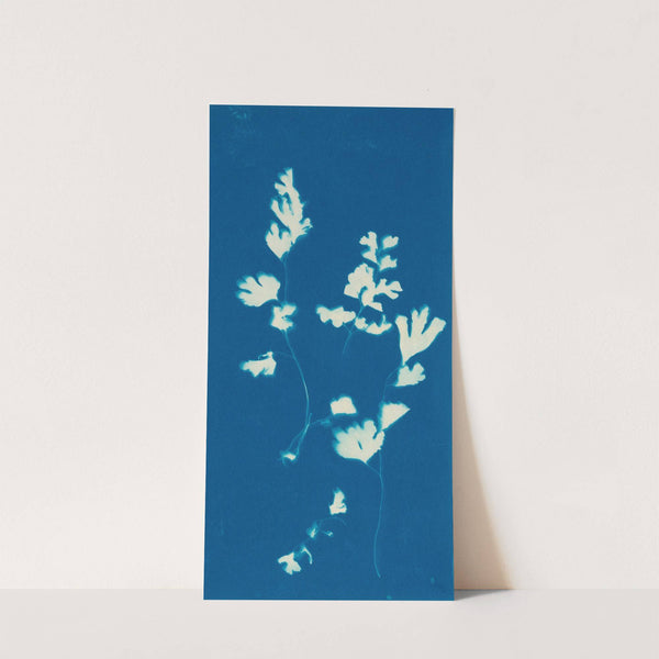 Ferns of Huntington, Long Island Pl.44 (1890-1900) by Ella J. C. Hurd