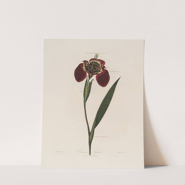 Ferraria Tigrida (1799–1810) by Robert John Thornton