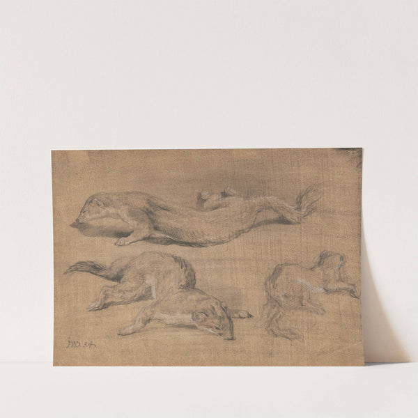 Ferrets by James Ward