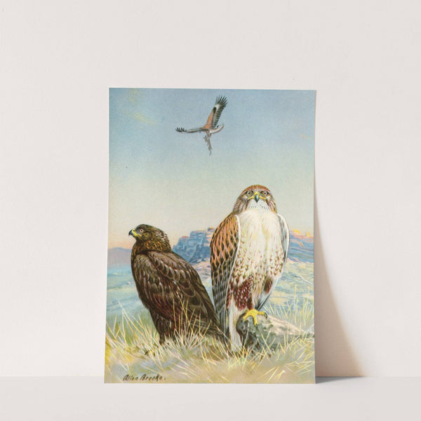 Ferruginous rough-legged hawk (1929-1932) by Allan Brooks