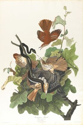 Ferruginous thrush