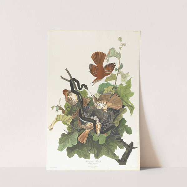 Ferruginous thrush by John James Audubon