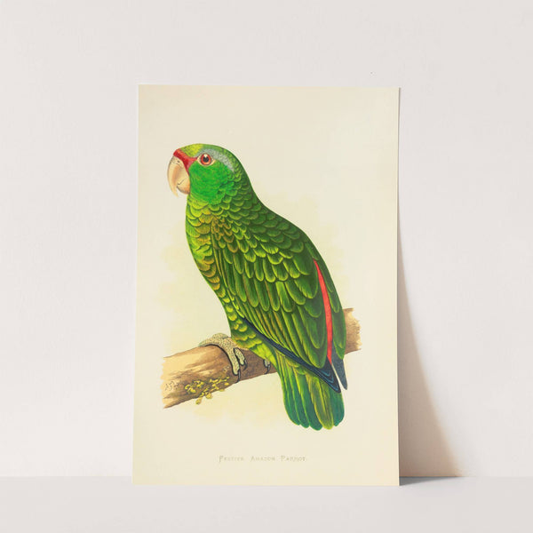 Festive Amazon Parrot (1884-1887) by Alexander Francis Lydon