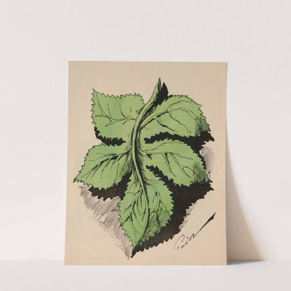 Feuille de vigne verte by Faustin Betbeder