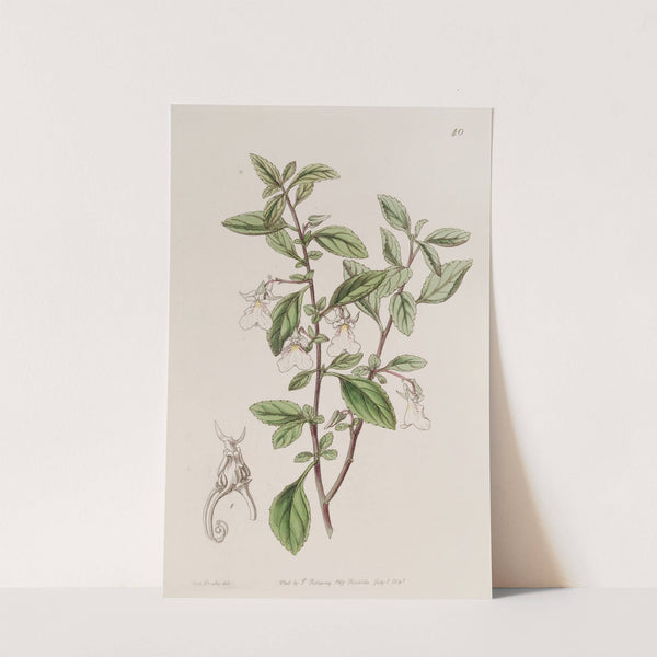 Few-flowered Prong-violet by Sydenham Edwards
