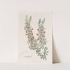 Few-leaved Bossiaea (1815-1819) by Sydenham Edwards