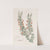 Few-leaved Bossiaea (1815-1819) by Sydenham Edwards