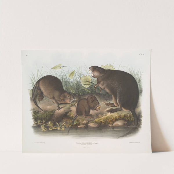 Fiber Zibethicus, Musk-Rat, Musquash. Natural size. Old and young. (1845-1848) by John Woodhouse Audubon