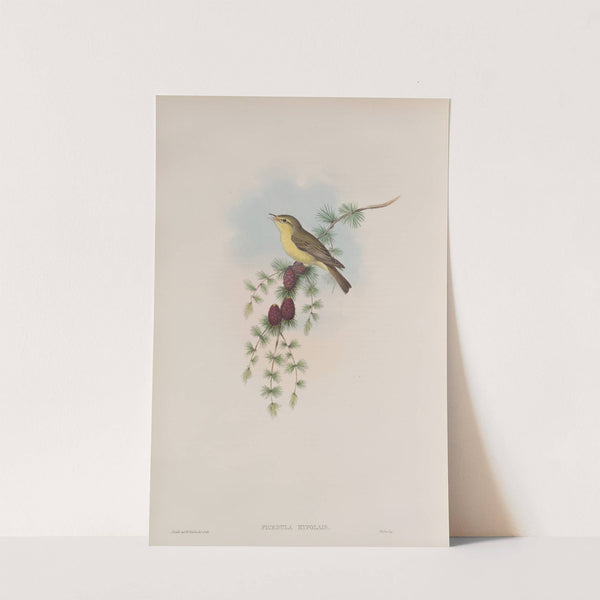 Ficedula hypolais. Melodious Warbler. (1862-1873) by John Gould